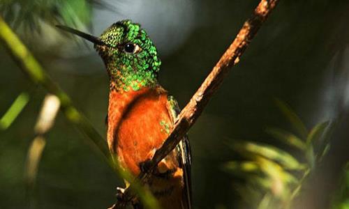 Ornithologists record in South America's Peru