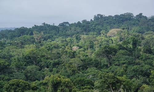 Concerns linger after oil spill in Bangladeshi forest